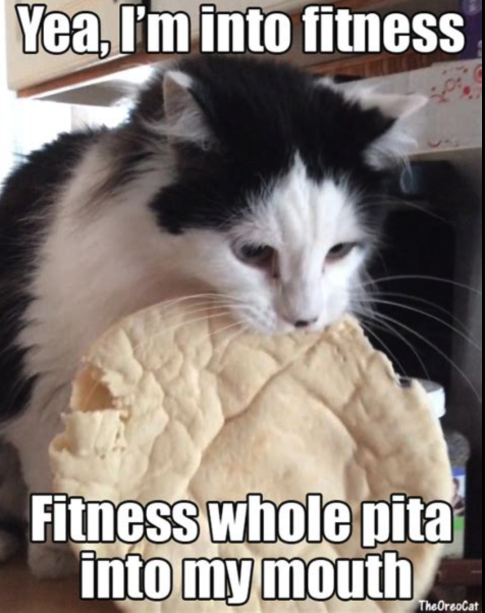 Exercise memes: Cat eating pita with caption: Yea, I'm into fitness…fitness whole pita into my mouth