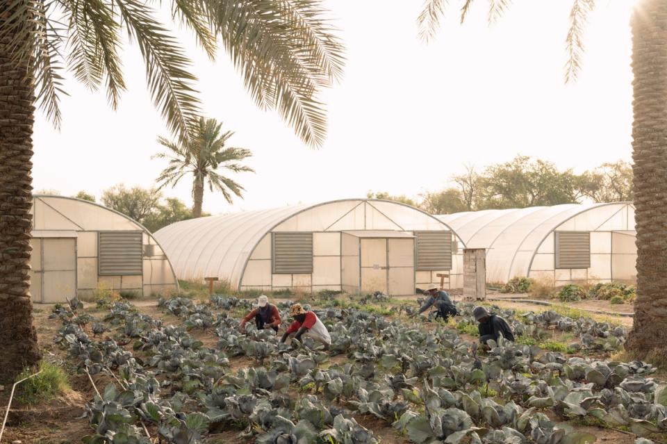 Heenat Salma’s team of farm hands from more than 15 different nations rise as early to tend to the crops  to avoid the harsh desert sun (Paddy Dowling)