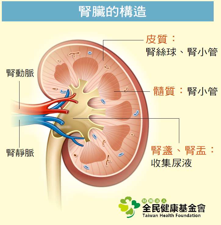 kidney