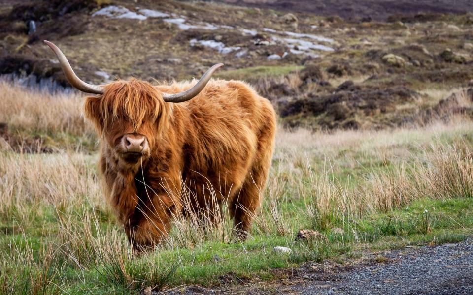 Highland cattle Elgol Isle Skye best trips scotland holidays scottish breaks 2022 getaway ultimate uk break - Getty