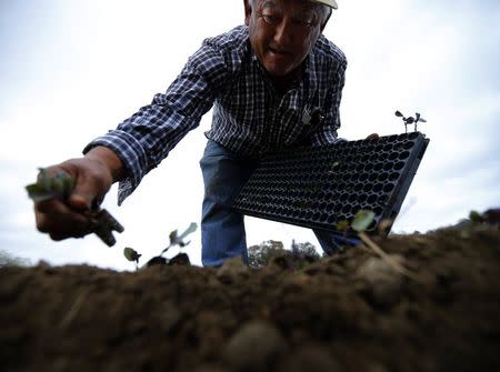 Farmer Tom Chino plants Yuchoi Sun transplants on his family farm in Rancho Santa Fe, California March 4, 2013. REUTERS/Mike Blake