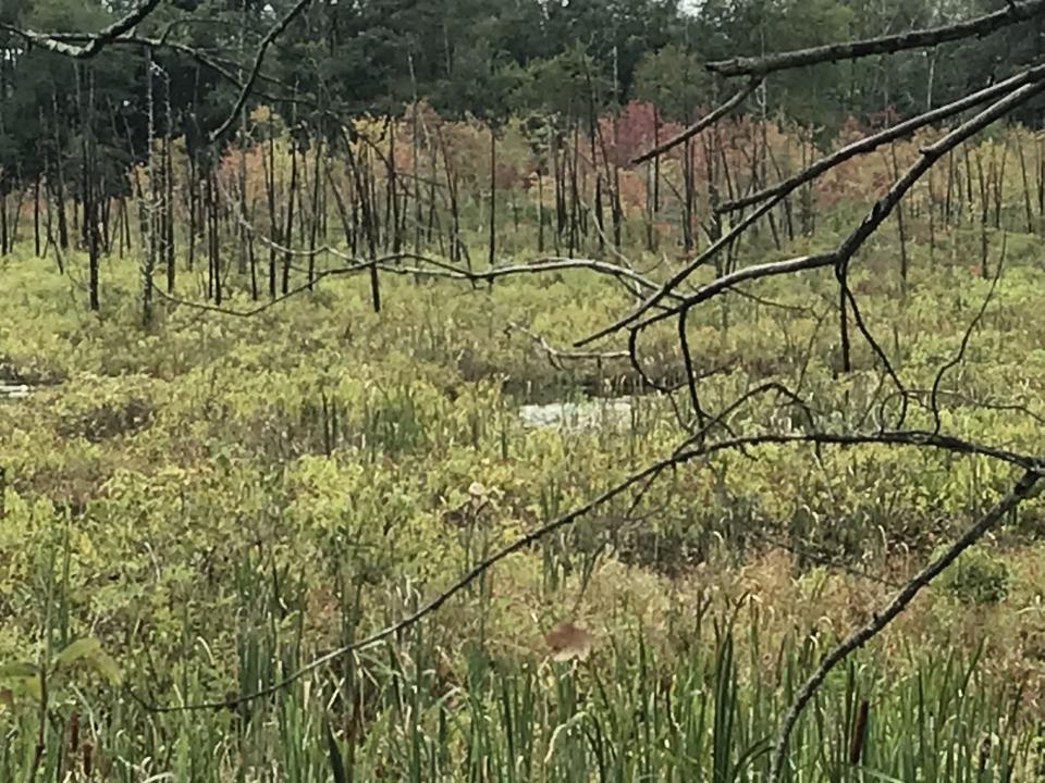 Extreme flooding, storm runoff and drought has killed many of the Atlantic white cedar trees in a swamp in Cumberland.