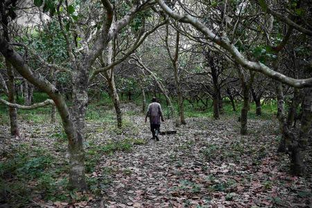 Henri Kouakou walks at his cashew plantation in Bondoukou June 20, 2014. REUTERS/Thierry Gouegnon