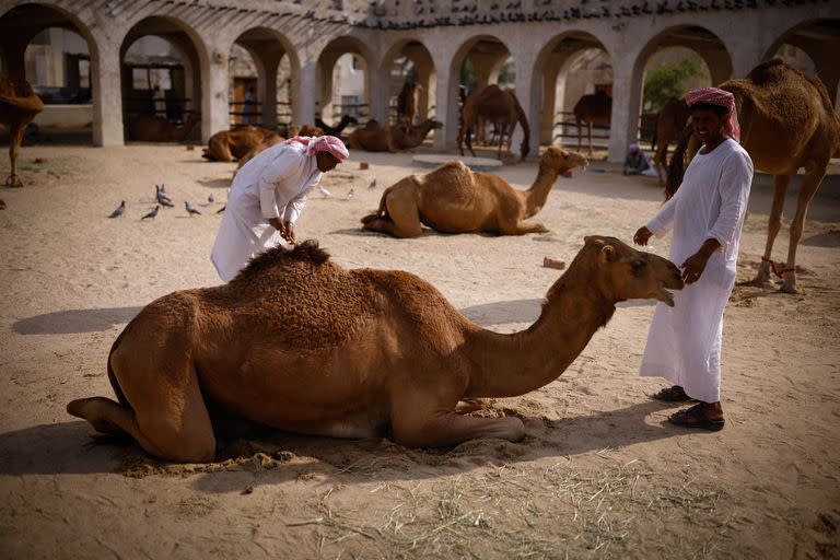 En pleno centro de Qatar, en Souq Waqif, los cuidadores cobran propinas para permitir una foto con los camellos