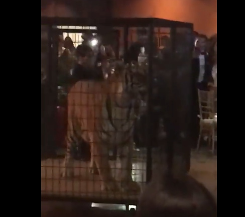 Mobile phone video showed a tiger in a large cage that greeted 500 Christopher Columbus High School prom-goers, in Florida, US. Source: Facbeook / Mari-Cris Castellanos