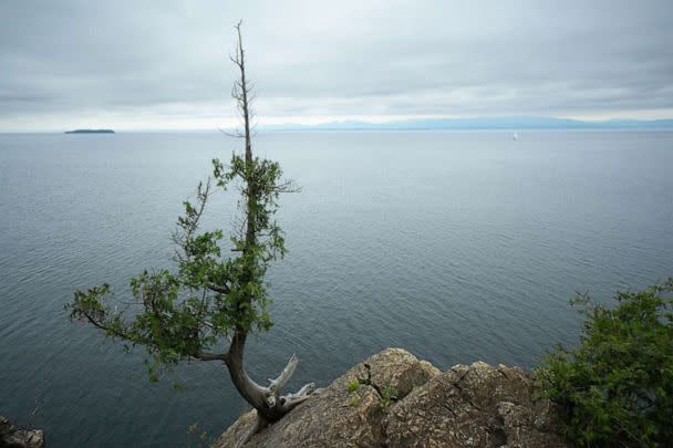 PHOTO: A tree is shown growing from a rock at Lake Champlain, Vt. (Marli Miller/UCG/Universal Images Group via Getty Images)