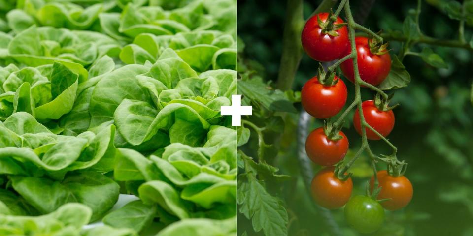 Lettuce + Tomatoes or Eggplants