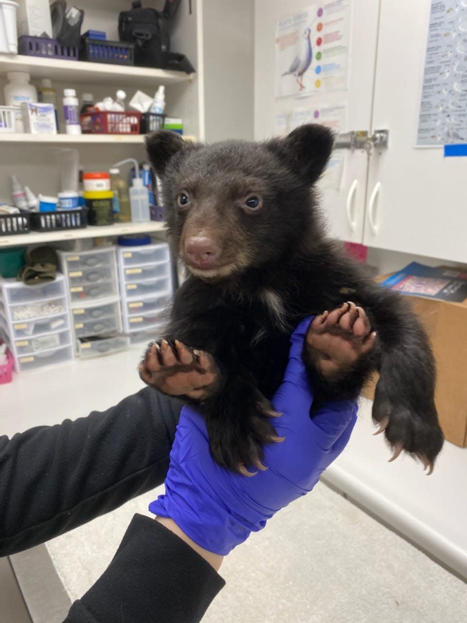 Jonathan Evison received a photo from West Sound Wildlife Shelter on Bainbridge Island of the black bear cub he found in rural Clallam County.