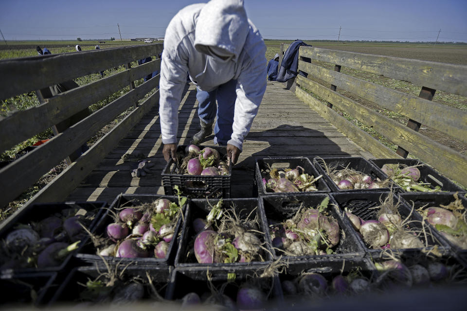 In this April 15, 2014 photo, a prisoner loads harvested turnips onto a cart at the Louisiana State Penitentiary in Angola, La. The former 19th-century antebellum plantation once was owned by one of the largest slave traders in the United States. (AP Photo/Gerald Herbert)