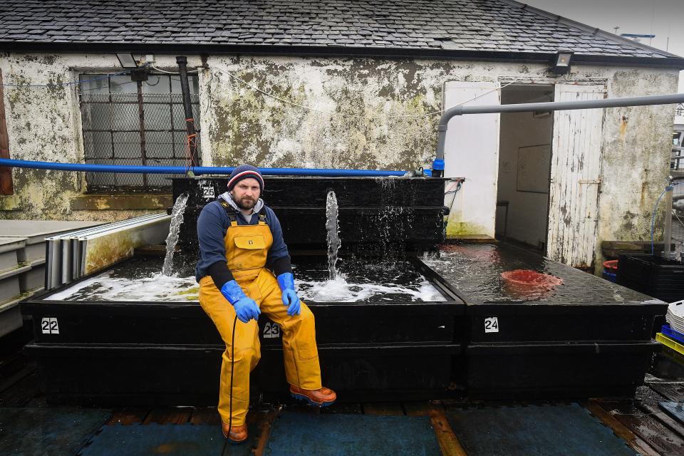 Jamie McMillan from Loch Fyne Langoustines in Tarbert, Scotland. The SNP recently claimed that a third of the Scottish fishing fleet is tied up in harbour and losing £1 million a week, causing fresh and high quality produce to be lost. Getty Images