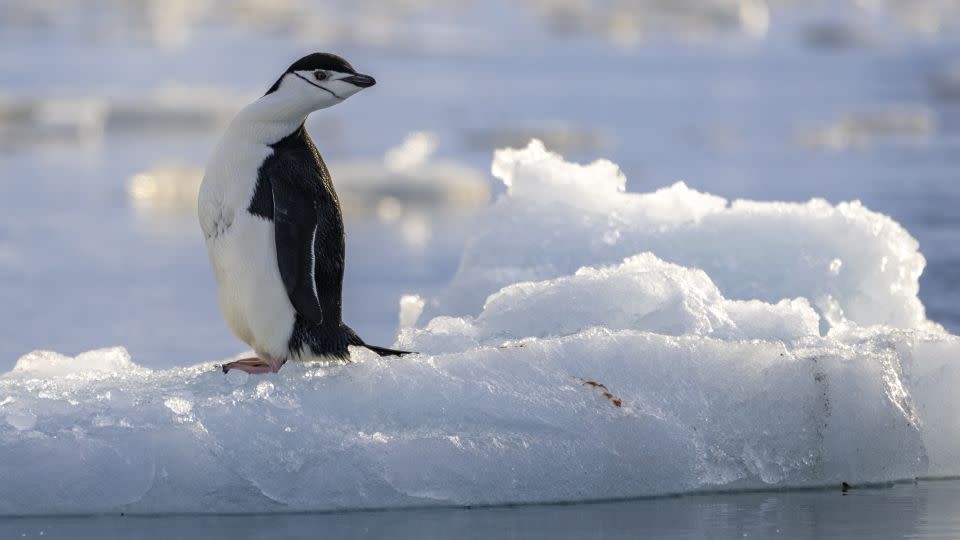 Chinstrap penguins are not faring well in a changing climate. - Julian Quinones/CNN