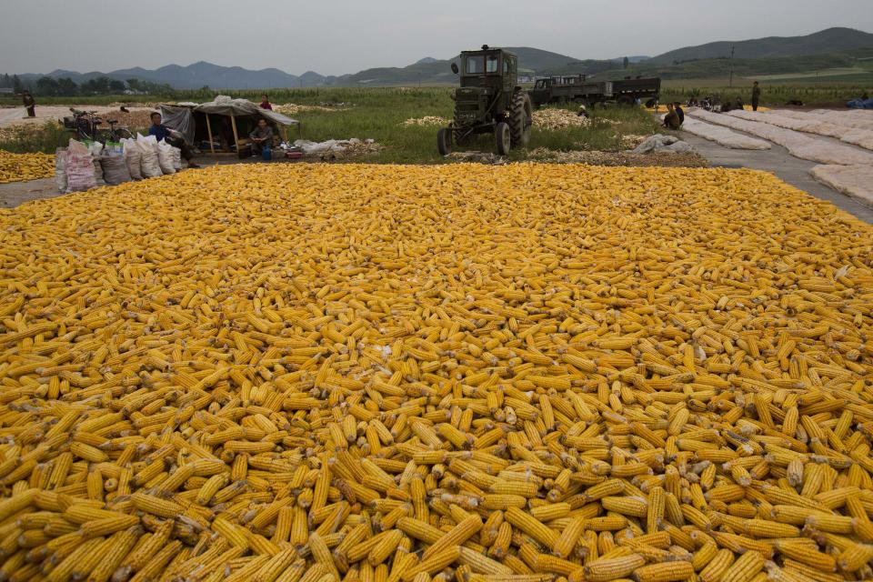 In this Sept. 12, 2012 photo, ears of field corn lay in piles along a roadside during the autumn corn harvest on a farm on the edge of Kaesong, North Korea. It has been a tough year for North Korea's farmers, who grappled with an extended dry spell in the spring, followed by heavy rains from a series of summer storms and typhoon. The U.N. is launching a field mission across North Korea to gauge the state of the food situation. (AP Photo/David Guttenfelder)