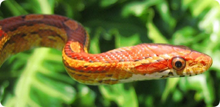 Red rat snakes can sometimes be mistaken for Burmese pythons.