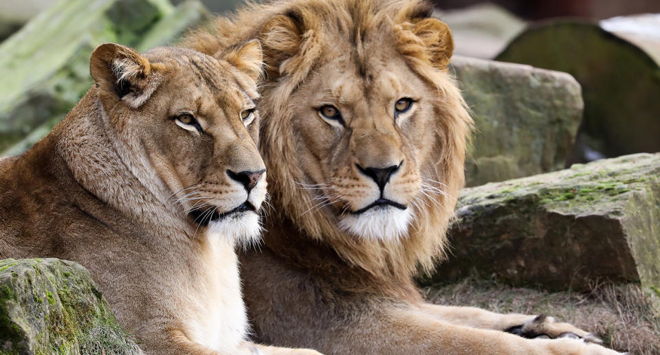 Two lions in German zoo enclosure.