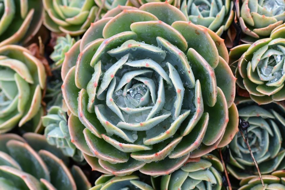 Bonnie Huggins of Lathrop used a Nikon D3500 DSLR camera to photograph a succulent in her front yard.