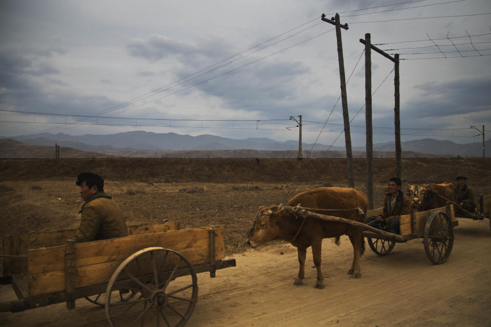In this Nov. 6, 2013 photo, North Korean farmers line up with wagons to load cabbage at a field north east from the capital Pyongyang during cabbage harvesting season across North Korea. (AP Photo/David Guttenfelder)