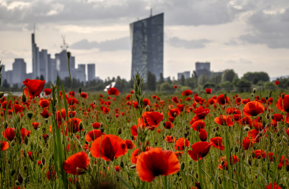 Poppy flowers are in full blossom on a meadow near the European Central Bank, background right, in Frankfurt, Germany, Wednesday, May 24, 2023. (AP Photo/Michael Probst)