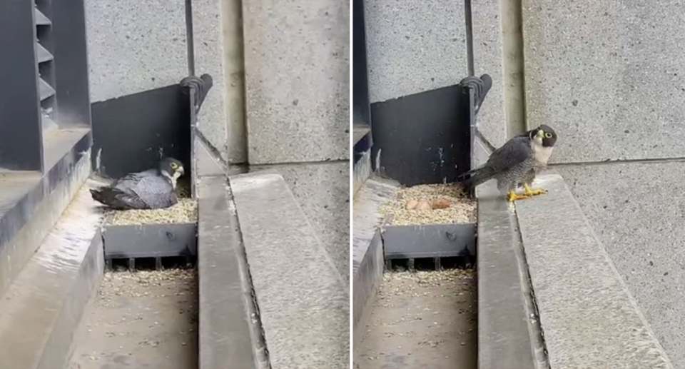 Two images of the peregrine falcon reacting to the earthquake.