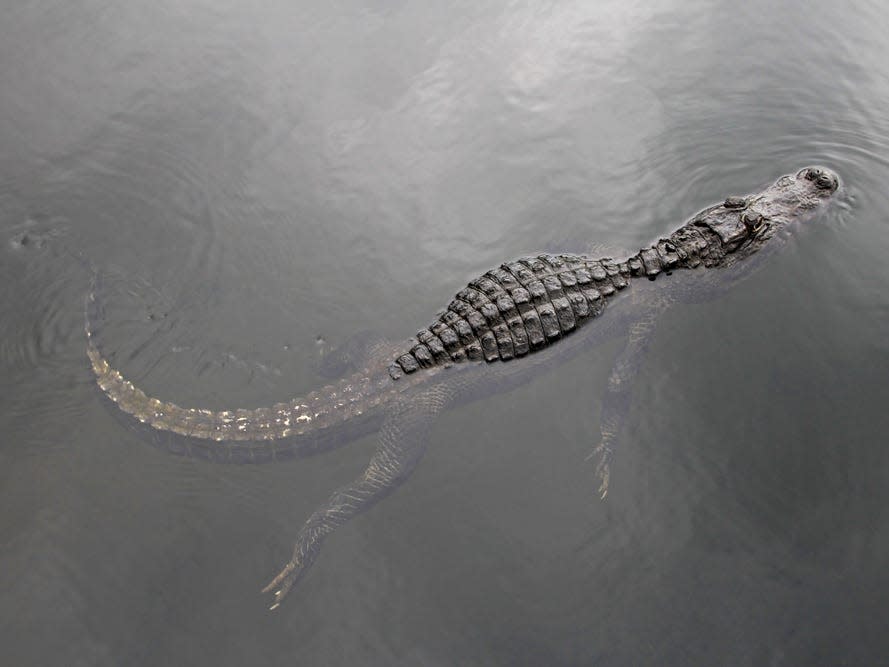 An alligator swims in murky water.