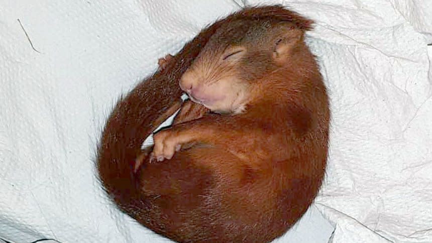 Das süße Schlafgesicht setzt dieses Stalker-Eichhörnchen nur zur Tarnung auf. (Bild: DPA/ Polizeipräsidium Karlsruhe)