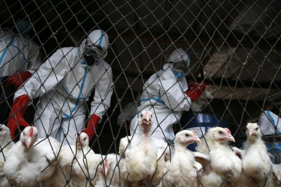 Government workers wear protective gear to collect poultry for slaughter during an outbreak of avian influenza on the Ivory Coast. More than 70 countries have reported cases this year, according to the World Organisation for Animal Health.