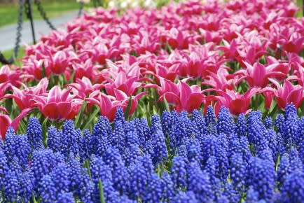 4. Tulip Festival