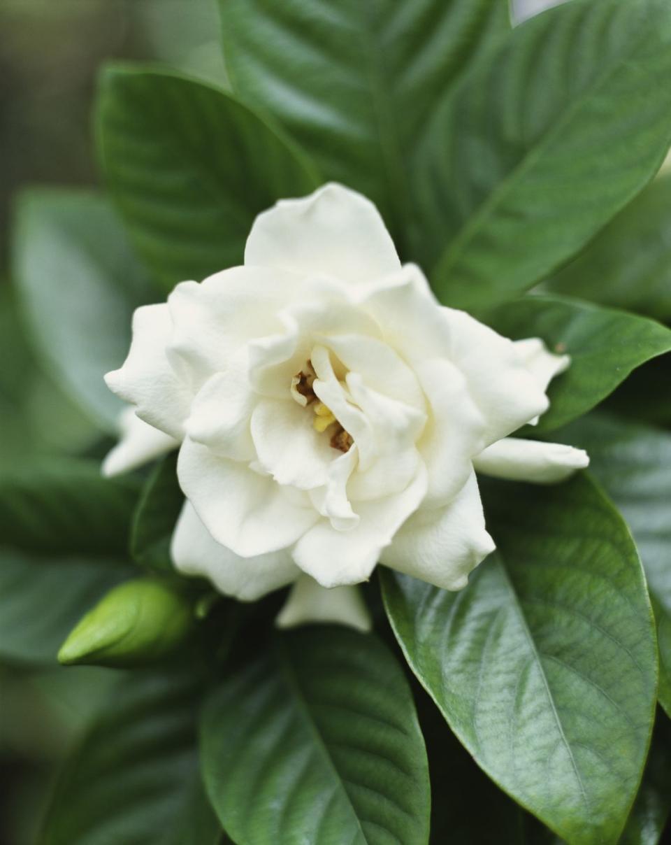 <p>Known for its rich scent, this waxy flower with glossy thick leaves is often used in perfumes. An evergreen shrub that can grow 8 feet tall, gardenias grow best in humid areas.</p><p><strong>Bloom seasons</strong>: They can bloom during different seasons depending on the variety. Many appear in the spring and summer </p><p><a class="link " href="https://go.redirectingat.com?id=74968X1596630&url=https%3A%2F%2Fwww.homedepot.com%2Fp%2FSouthern-Living-Plant-Collection-2-5-Qt-Jubilation-Gardenia-Live-Evergreen-Shrub-White-Fragrant-Blooms-2096Q%2F203223330%3Fmtc%3DShopping-B-F_D28O-G-D28O-28_8_LIVE_GOODS-Multi-NA-Feed-SMART-NA-NA-Shrub_Landscape%26cm_mmc%3DShopping-B-F_D28O-G-D28O-28_8_LIVE_GOODS-Multi-NA-Feed-SMART-NA-NA-Shrub_Landscape-71700000064169154-58700005694172116-92700051912266622%26gclid%3DEAIaIQobChMIhd6E-emG6AIVA6SzCh1uvgJLEAkYBSABEgLwJ_D_BwE%26gclsrc%3Daw.ds&sref=https%3A%2F%2Fwww.redbookmag.com%2Fhome%2Fg35661704%2Fbeautiful-flower-images%2F" rel="nofollow noopener" target="_blank" data-ylk="slk:SHOP GARDENIAS;elm:context_link;itc:0;sec:content-canvas">SHOP GARDENIAS</a> </p>