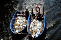 <p>Swans sit in boats as they were caught at Hamburg’s inner city lake Alster, Aug. 7, 2018. Due to hot weather the swans are collected from waterways around the northern city of Hamburg, Germany, and taken to quarters where they usually spend the winter. (Photo: Fabian Bimmer/Reuters) </p>