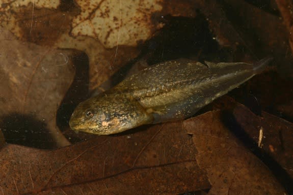 A wood frog tadpole with a large, predator-induced tail.