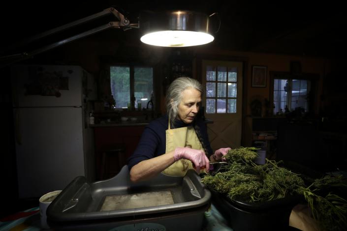 Nikki Lastreto trims the buds on cannabis at the farm she has with Swami Chaitanya of Swami Select cannabis farm in Mendocino County in California.