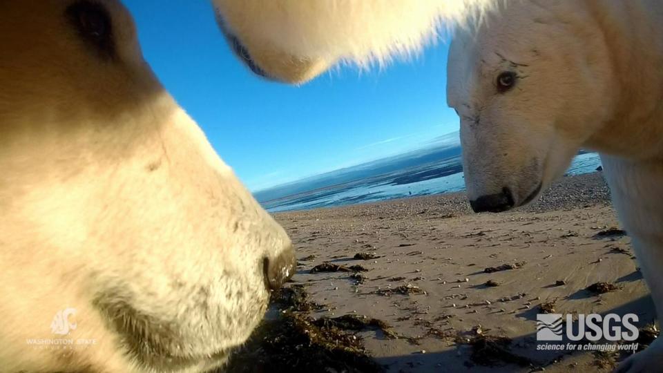 PHOTO: Image of collar footage captured during the study. (USGS)