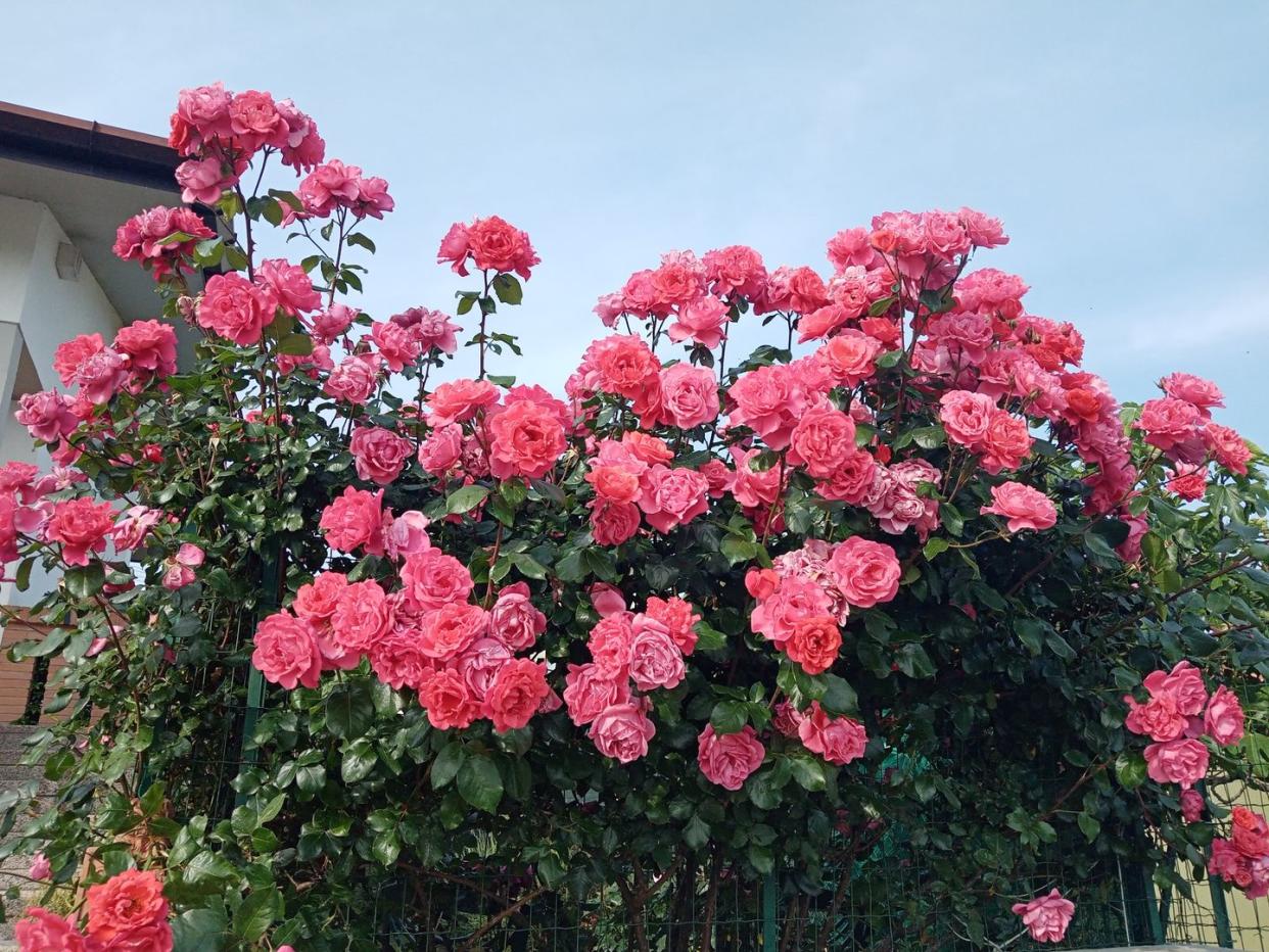fragrant flowers rose