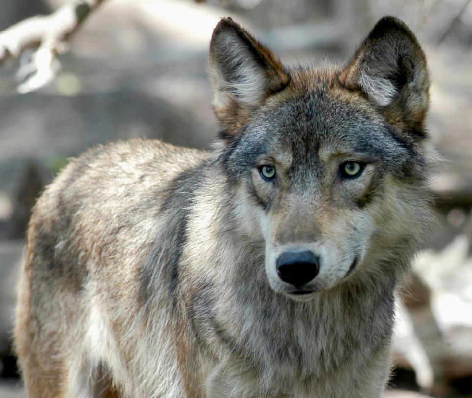 FILE - In this July 16, 2004, file photo, a gray wolf is seen at the Wildlife Science Center in Forest Lake, Minn. Wolf hunting policies in some U.S. states are taking an aggressive turn as Republican lawmakers and conservative hunting groups push to curb their numbers. Antipathy toward wolves for killing livestock and big game dates to when early European immigrants settled the American West in the 1800s. (AP Photo/Dawn Villella, File)