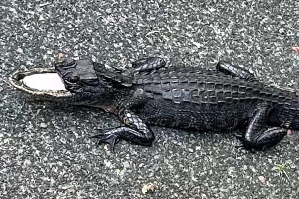 <p>Eustacia Kanter</p> Alligator found with top half of its jaw missing in Florida