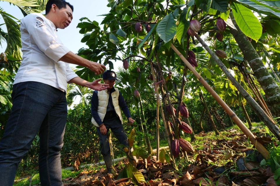 屏東萬巒、內埔及來義等地區，跟世界盛產可可豆的區域有相似氣候，許多農友轉型，種出台灣本土可可豆。