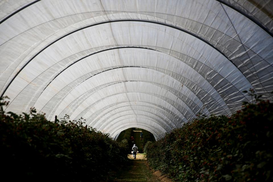 Tabajadores agrícolas se preparan para el calor extremo el martes 10 de agosto de 2021 en Brooks, Oregón.