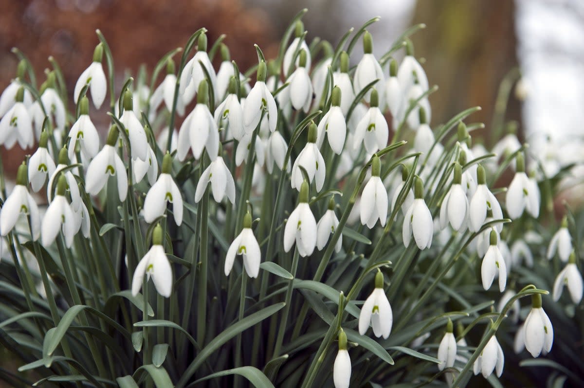 Snowdrops are some of the earliest spring flowers to appear in the UK (PA)