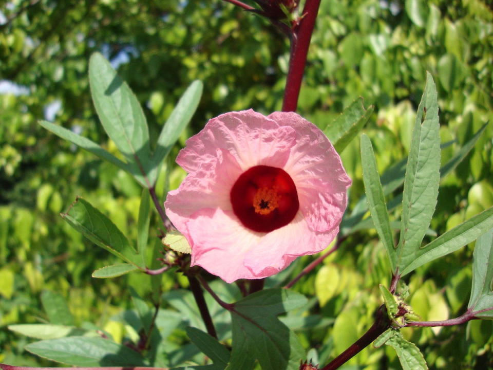 洛神花的花(Photo via Wikimedia, by Agena.p, License: CC0 1.0，圖片來源：https://zh.wikipedia.org/zh-tw/File:Fleur_bissap.JPG)