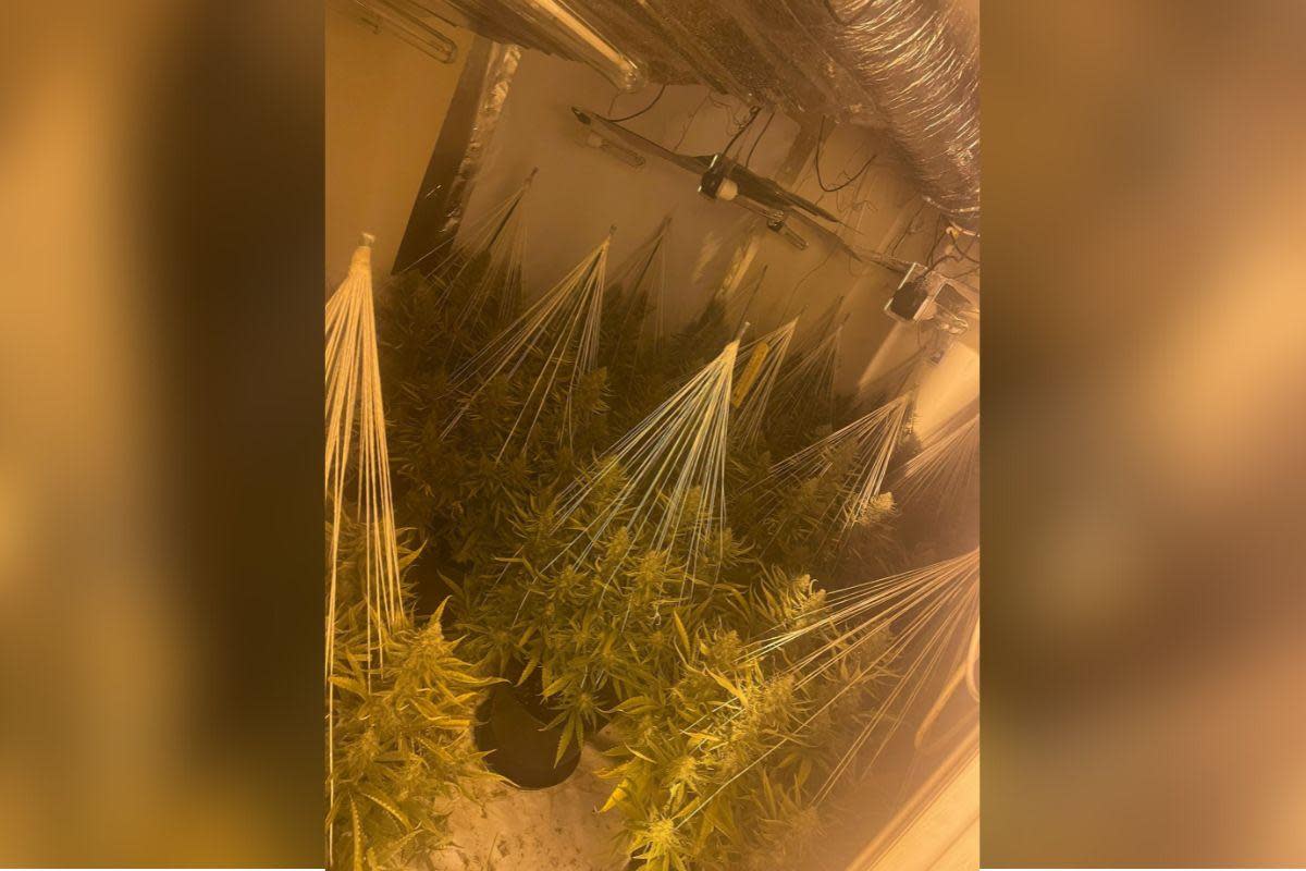 Gwent Police find more than a hundred cannabis plants in Gwent area <i>(Image: Gwent Police)</i>