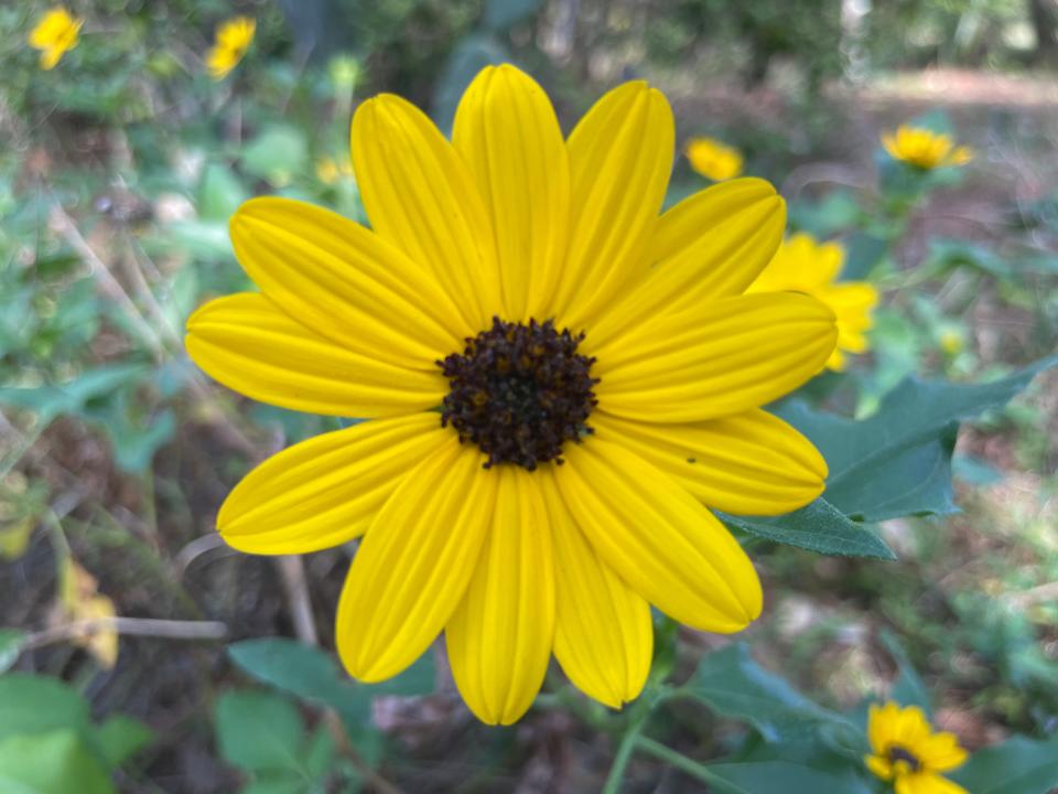 Dune sunflower was one of the flowers planted around the Mandel Recreation Center's flagpole by Susan Lerner, horticulturalist at the Preservation Foundation of Palm Beach.