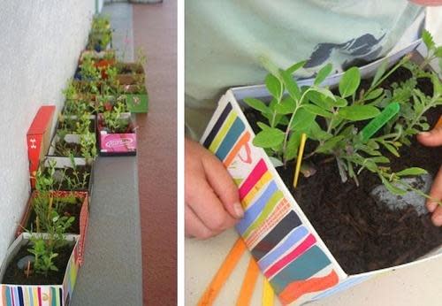 plants growing in old shoe boxes