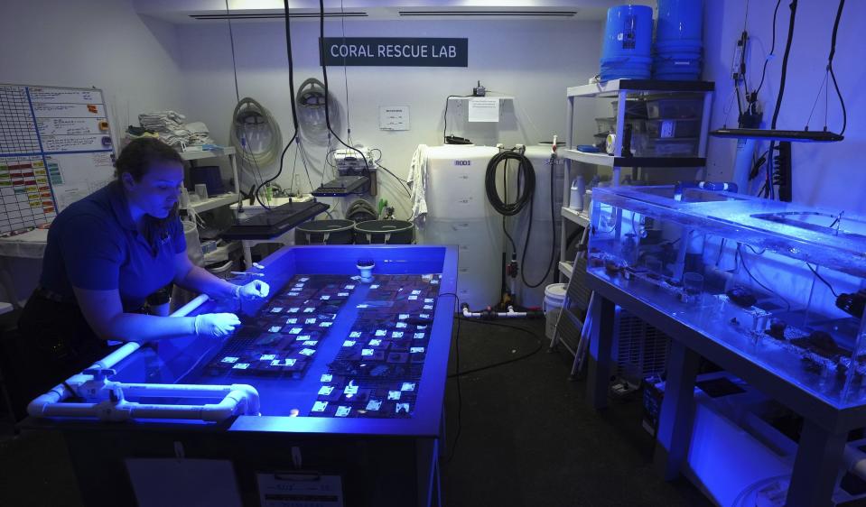 Brooke Zurita, a senior biologist at Moody Gardens, cleans coral specimens at the coral rescue lab in Galveston, Texas, Monday, Sept. 18, 2023. Samples of healthy corals from the sanctuary are being banked and studied in the lab. (AP Photo/LM Otero)