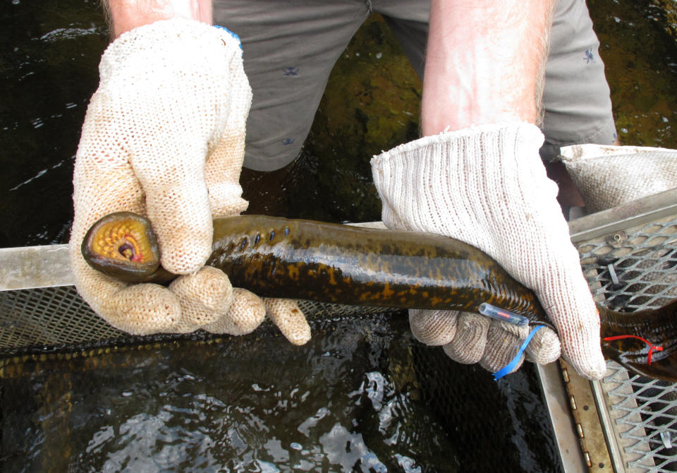 FILE - A scientist with the Hammond Bay Biological Station near Huron Beach, Mich., holds a female sea lamprey, July 16, 2010. The Great Lakes have endured a lot the past century, from supersized algae blobs to invasive mussels and bloodsucking sea lamprey that nearly wiped out fish populations. Now, another danger: They, and other big lakes around the world, might be getting more acidic, which could make them less hospitable for some fish and plants. (AP Photo/John Flesher, File)