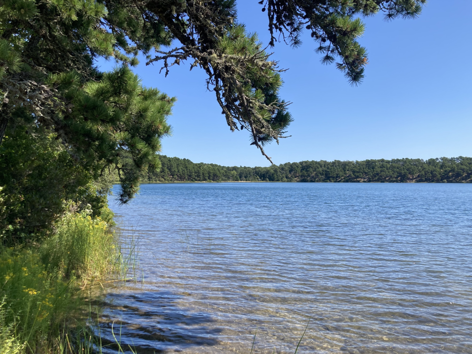 Goose Pond in Chatham in part of the town's conservation lands, and reached by a wooded trail. The pond itself has a small beach where locals swim, fish and use the rope swing about a hundred yards up the trail.