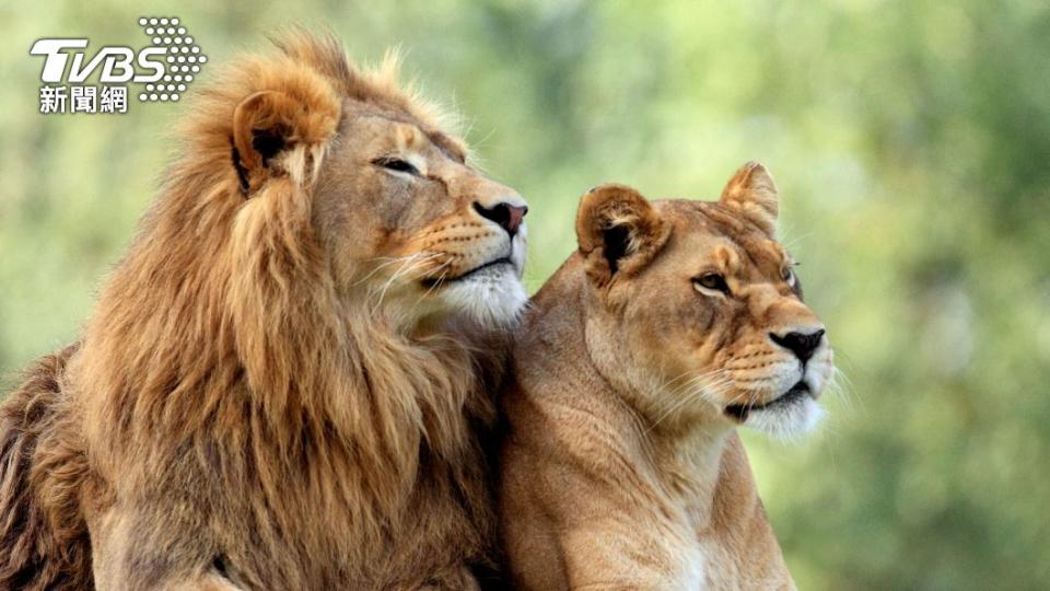 美國動物園傳出大型貓科確診新冠病毒。（示意圖／shutterstock 達志影像）