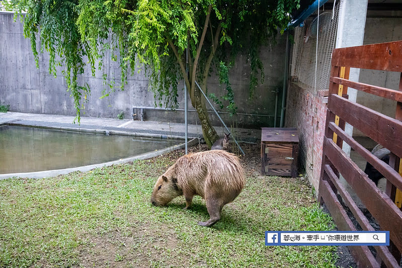 嘉義三隻小豬觀光農場