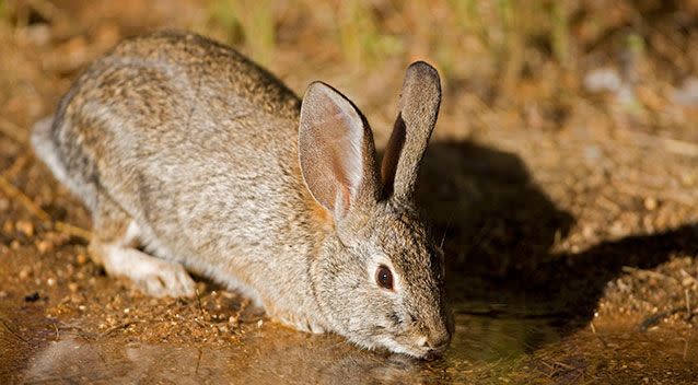 Desert cottontail rabbits are said to ride out fires in their burrows. File pic. Source: AAP