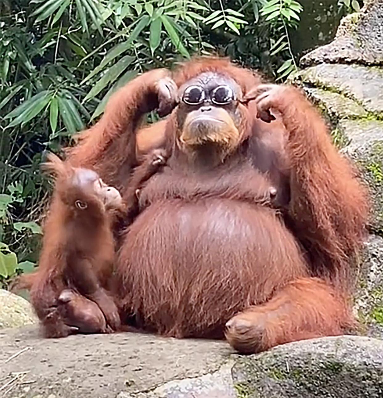 orangutan with her baby trying on sunglasses that were accidentally dropped in her area