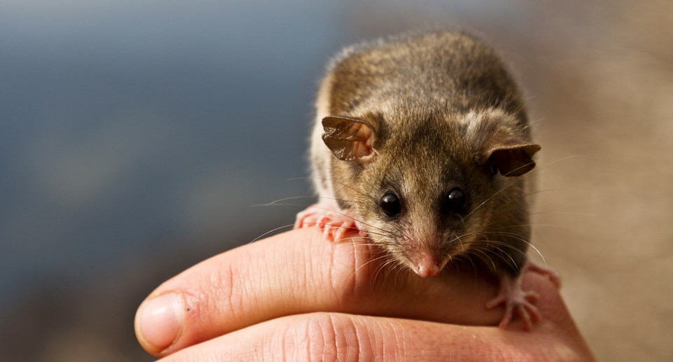 A mountain pygmy possum on a person's hand.