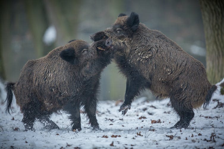 <span class="caption">Damaging contests.</span> <span class="attribution"><a class="link " href="https://www.shutterstock.com/image-photo/two-big-wild-boar-males-fighting-485964367" rel="nofollow noopener" target="_blank" data-ylk="slk:PhotocechCZ/Shutterstock;elm:context_link;itc:0;sec:content-canvas">PhotocechCZ/Shutterstock</a></span>